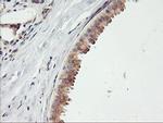 CD249 Antibody in Immunohistochemistry (Paraffin) (IHC (P))