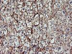 CD249 Antibody in Immunohistochemistry (Paraffin) (IHC (P))