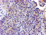 GSTO2 Antibody in Immunohistochemistry (Paraffin) (IHC (P))