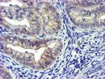 GSTO2 Antibody in Immunohistochemistry (Paraffin) (IHC (P))