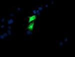 GOLPH2 Antibody in Immunocytochemistry (ICC/IF)