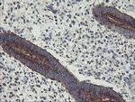 GOLPH2 Antibody in Immunohistochemistry (Paraffin) (IHC (P))