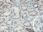 GOLPH2 Antibody in Immunohistochemistry (Paraffin) (IHC (P))