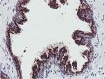 GOLPH2 Antibody in Immunohistochemistry (Paraffin) (IHC (P))