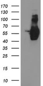 GOLPH2 Antibody in Western Blot (WB)