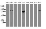 GOLPH2 Antibody in Western Blot (WB)