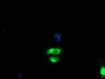 GOLPH2 Antibody in Immunocytochemistry (ICC/IF)