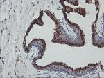 GOLPH2 Antibody in Immunohistochemistry (Paraffin) (IHC (P))