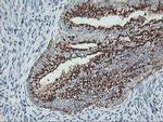 GOLPH2 Antibody in Immunohistochemistry (Paraffin) (IHC (P))