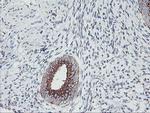 GOLPH2 Antibody in Immunohistochemistry (Paraffin) (IHC (P))