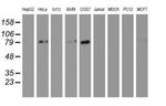 GOLPH2 Antibody in Western Blot (WB)