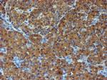 ERP72 Antibody in Immunohistochemistry (Paraffin) (IHC (P))