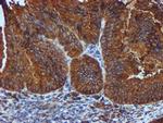 ERP72 Antibody in Immunohistochemistry (Paraffin) (IHC (P))