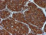 ERP72 Antibody in Immunohistochemistry (Paraffin) (IHC (P))