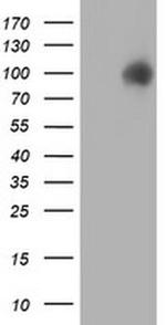 ERP72 Antibody in Western Blot (WB)