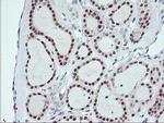 USP10 Antibody in Immunohistochemistry (Paraffin) (IHC (P))