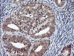 USP10 Antibody in Immunohistochemistry (Paraffin) (IHC (P))