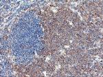 USP10 Antibody in Immunohistochemistry (Paraffin) (IHC (P))