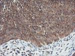 USP10 Antibody in Immunohistochemistry (Paraffin) (IHC (P))