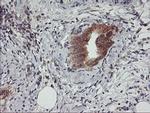 USP10 Antibody in Immunohistochemistry (Paraffin) (IHC (P))