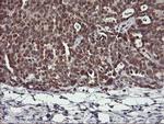 USP10 Antibody in Immunohistochemistry (Paraffin) (IHC (P))