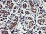 USP10 Antibody in Immunohistochemistry (Paraffin) (IHC (P))