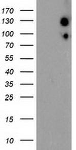 USP10 Antibody in Western Blot (WB)