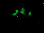 Cystatin S Antibody in Immunocytochemistry (ICC/IF)