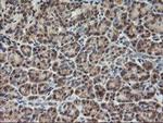 AGPAT5 Antibody in Immunohistochemistry (Paraffin) (IHC (P))