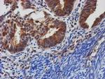 TULP3 Antibody in Immunohistochemistry (Paraffin) (IHC (P))