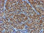 TULP3 Antibody in Immunohistochemistry (Paraffin) (IHC (P))