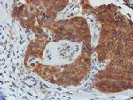 TULP3 Antibody in Immunohistochemistry (Paraffin) (IHC (P))