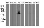 TULP3 Antibody in Western Blot (WB)