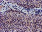 Kir3.1 (KCNJ3) Antibody in Immunohistochemistry (Paraffin) (IHC (P))