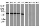 Kir3.1 (KCNJ3) Antibody in Western Blot (WB)