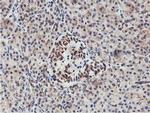 NMT2 Antibody in Immunohistochemistry (Paraffin) (IHC (P))