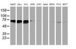 NMT2 Antibody in Western Blot (WB)