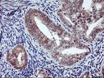 AGPAT5 Antibody in Immunohistochemistry (Paraffin) (IHC (P))