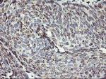 Kir3.1 (KCNJ3) Antibody in Immunohistochemistry (Paraffin) (IHC (P))