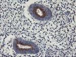 Kir3.1 (KCNJ3) Antibody in Immunohistochemistry (Paraffin) (IHC (P))