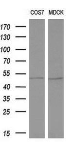 ALG2 Antibody in Western Blot (WB)