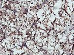 C20orf3 Antibody in Immunohistochemistry (Paraffin) (IHC (P))