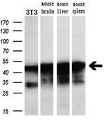 C20orf3 Antibody in Western Blot (WB)