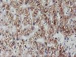 EXOSC7 Antibody in Immunohistochemistry (Paraffin) (IHC (P))