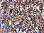 Iduronate 2 Sulfatase Antibody in Immunohistochemistry (Paraffin) (IHC (P))