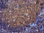 Iduronate 2 Sulfatase Antibody in Immunohistochemistry (Paraffin) (IHC (P))