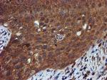 Iduronate 2 Sulfatase Antibody in Immunohistochemistry (Paraffin) (IHC (P))