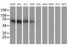 Iduronate 2 Sulfatase Antibody in Western Blot (WB)