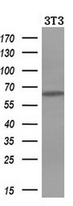 Iduronate 2 Sulfatase Antibody in Western Blot (WB)