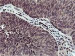 Cystatin 2 Antibody in Immunohistochemistry (Paraffin) (IHC (P))